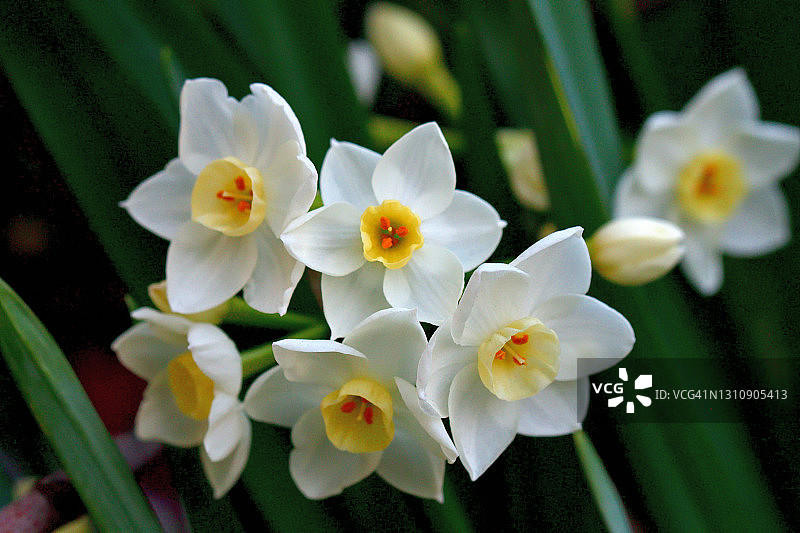 水仙花图片素材