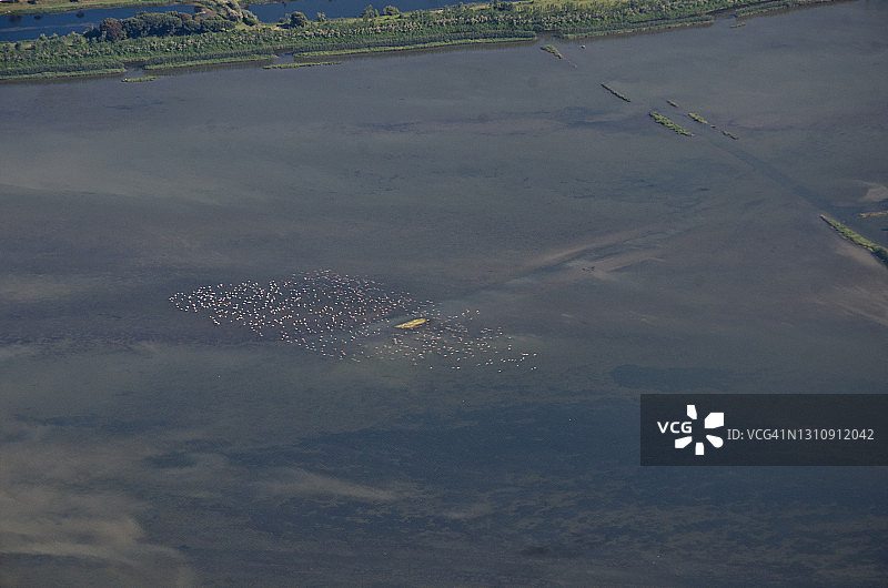 粉红火烈鸟群图片素材