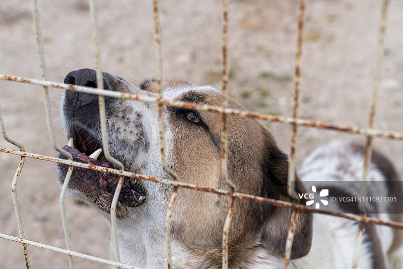 站在生锈栅栏后面的马士提夫警卫犬图片素材