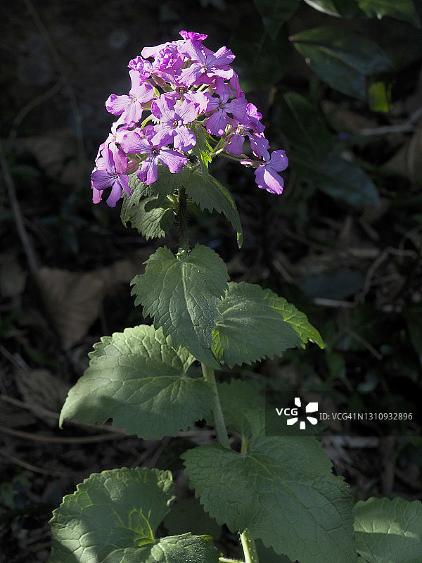 野生的诚实花或一年生诚实花（Lunaria annua）图片素材