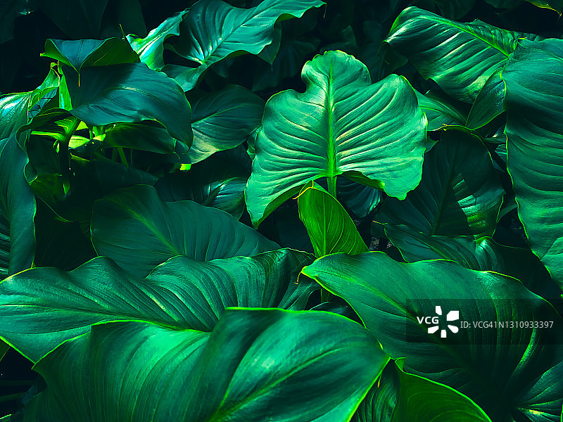 新鲜绿叶，自然背景图片素材