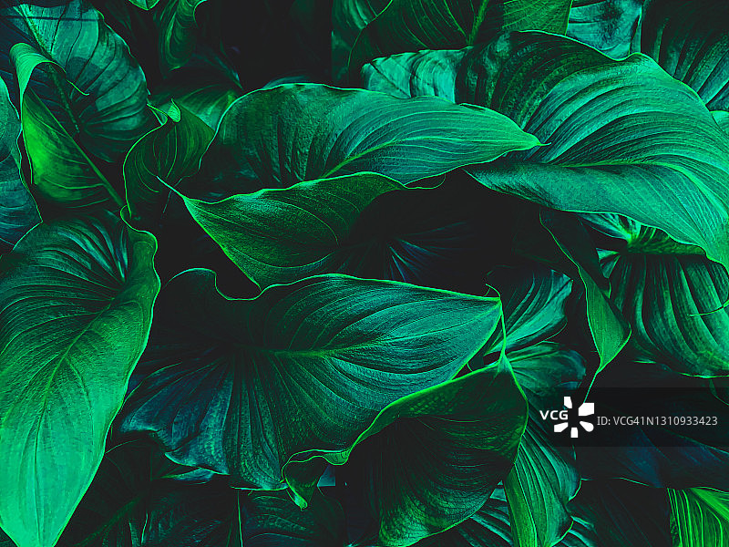 新鲜绿叶，自然背景图片素材