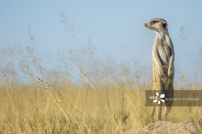 站立在洞穴旁的狐獴，博茨瓦纳马卡迪卡迪盐沼国家公园图片素材