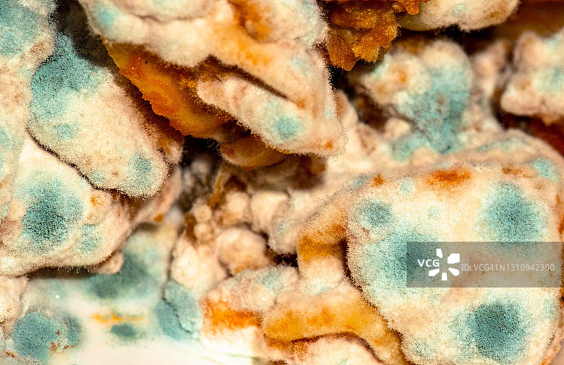 变质食物上的生长霉菌图片素材