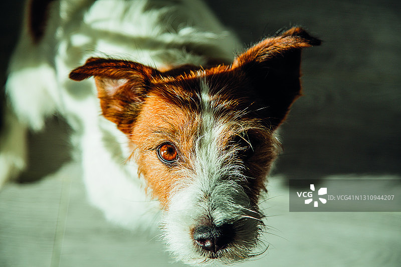 纯种雄性杰克罗素梗犬肖像图片素材