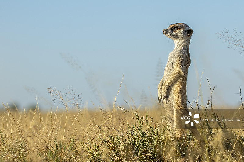 站立在洞穴旁的狐獴，博茨瓦纳马卡迪卡迪盐沼国家公园图片素材