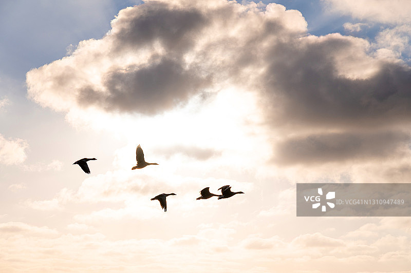 空中鸟群剪影图片素材