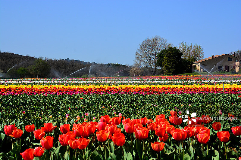 法国南部的郁金香花田图片素材