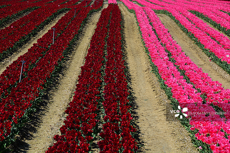 法国南部的郁金香花田图片素材