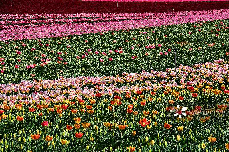 法国南部的郁金香花田图片素材