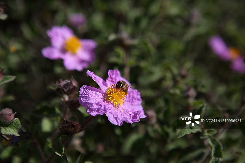 蜜蜂采集软毛岩蔷薇图片素材