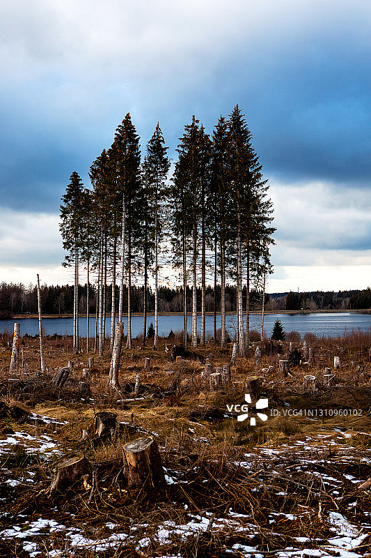 树模具图片素材