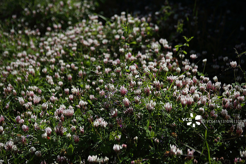 三叶草或苜蓿的野花地图片素材