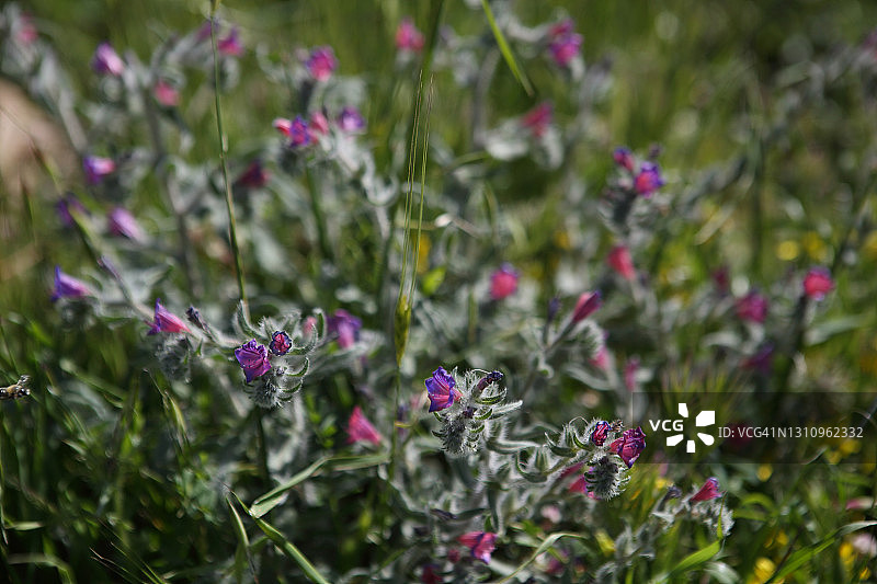 犹太毒蛇的蓝蓟野花图片素材