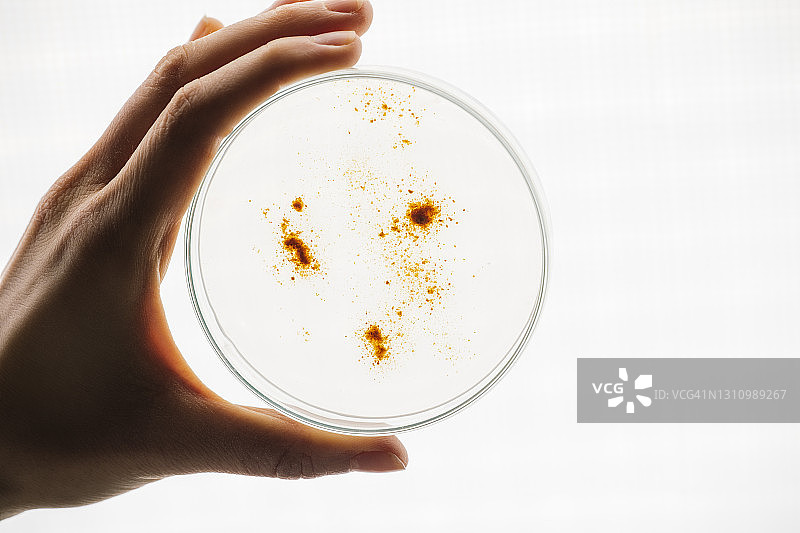 匿名科学家手持带有细菌样本的培养皿图片素材