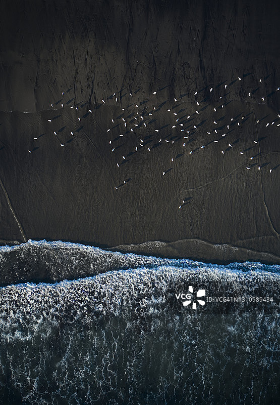 岸边的泡沫海浪和鸟类图片素材