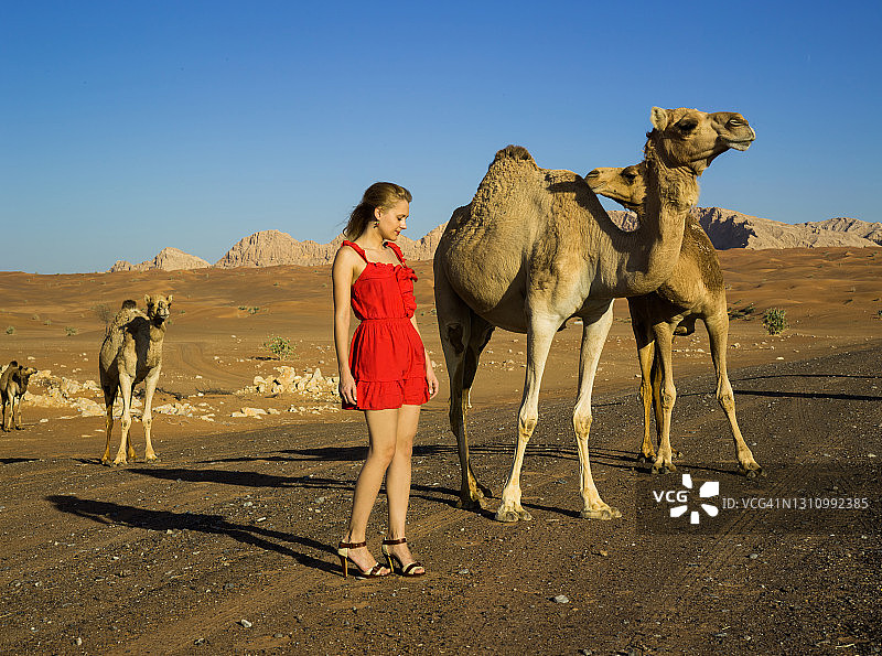 在迪拜沙漠与野生骆驼合影，身穿红裙的时尚女孩图片素材