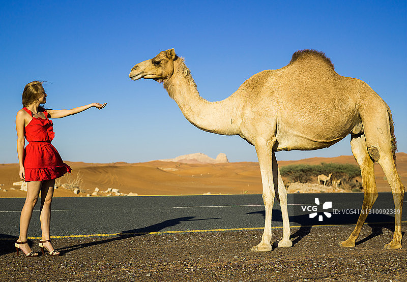 身穿红裙的年轻漂亮女孩在沙漠公路与骆驼相遇图片素材