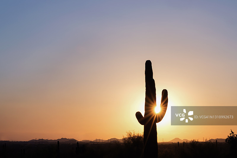 亚利桑那州凤凰城仙人柱的轮廓与太阳光斑图片素材