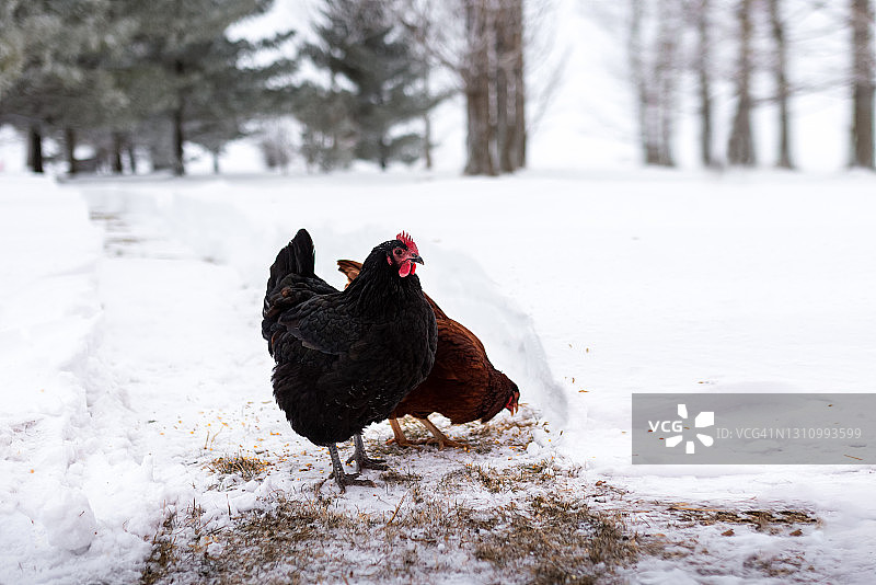 冬天农场雪地里觅食的两只鸡图片素材