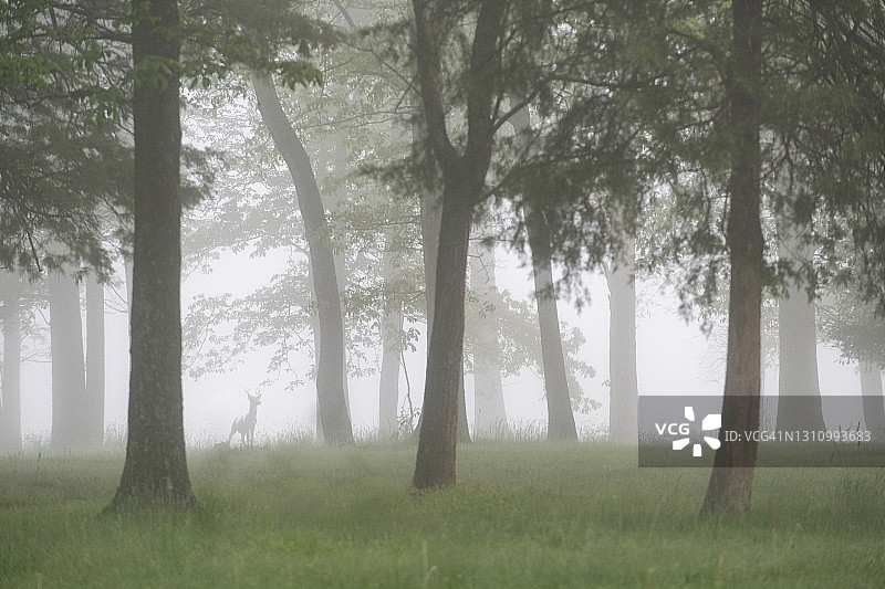 田园诗般的日出：绿草、高树和明亮的雾林图片素材