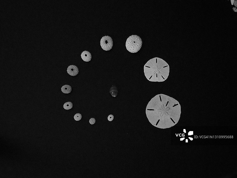 白色背景上的贝壳图片素材