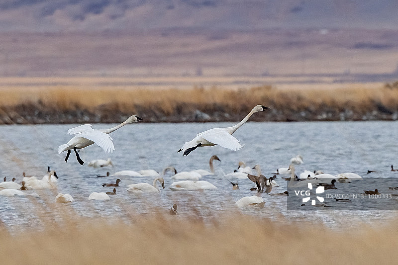 两只大天鹅在弗里兹奥特湖野生动物管理区低空飞行降落图片素材