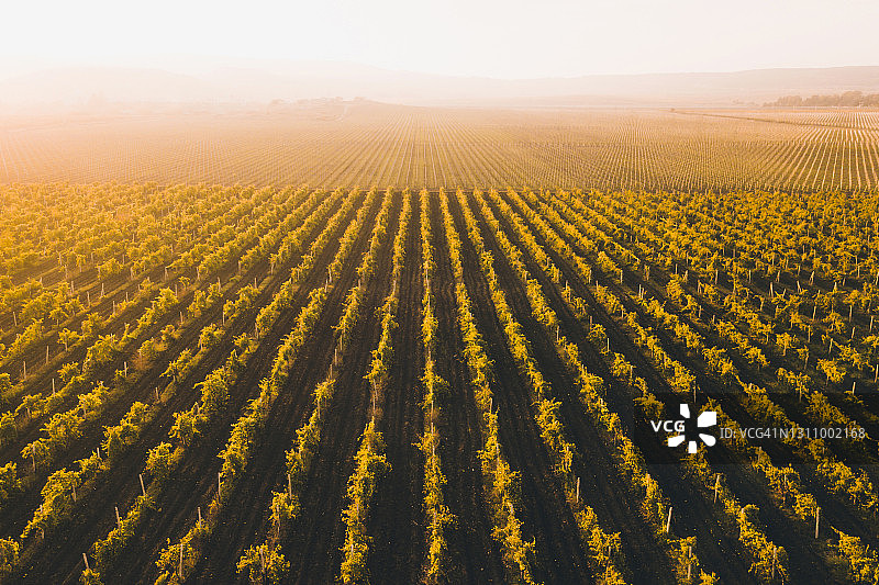 澳大利亚葡萄园金色秋季日落景色无人机航拍图片素材