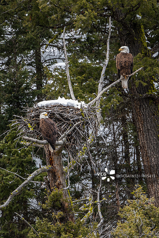 在黄石国家公园筑巢的一对白头海雕图片素材