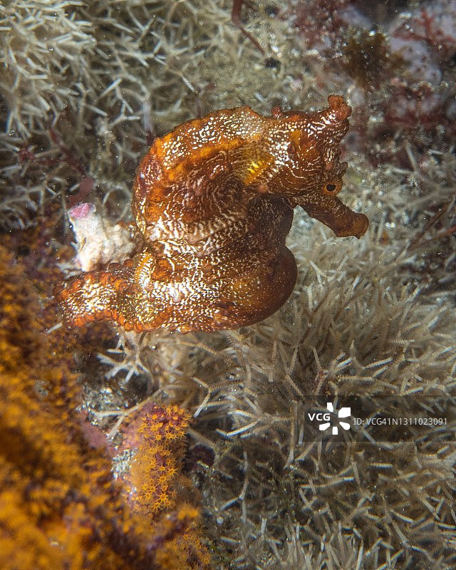 加拉帕戈斯群岛水下海马图片素材