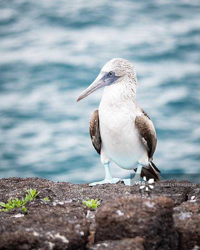 加拉帕戈斯群岛的蓝脚鲣鸟图片素材