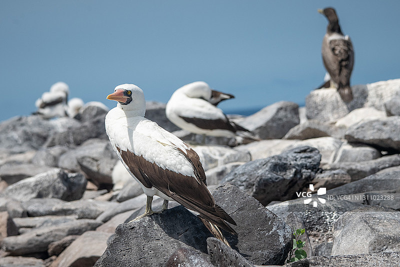 加拉帕戈斯埃斯帕尼奥拉岛上的纳斯卡鲣鸟图片素材