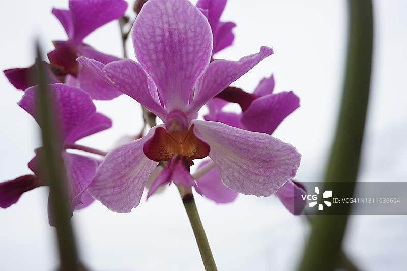 万代兰图片素材