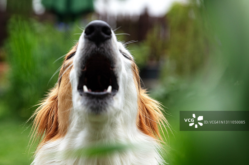 花园里向上吠叫的可爱混种犬图片素材