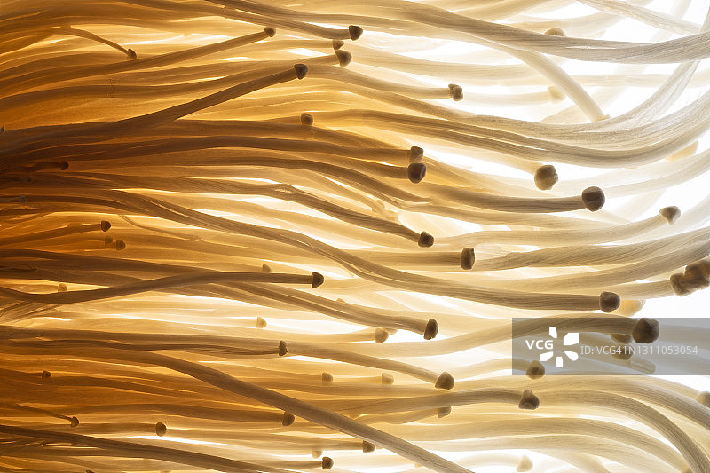 白色背景上的金针菇图片素材