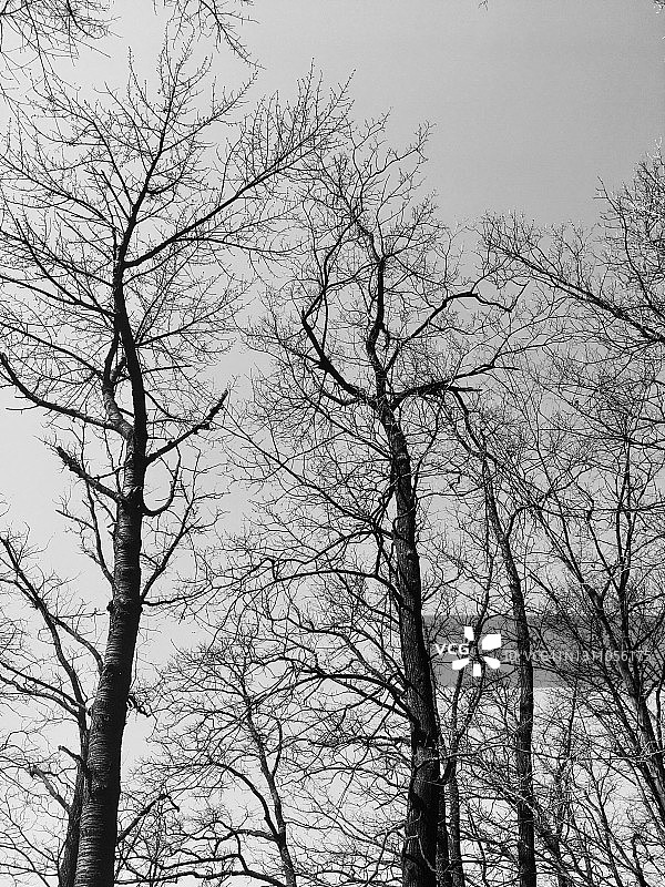天空背景下的裸树的低角度视图图片素材
