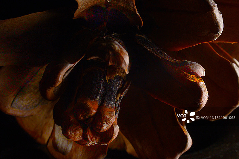 松果细节图片素材