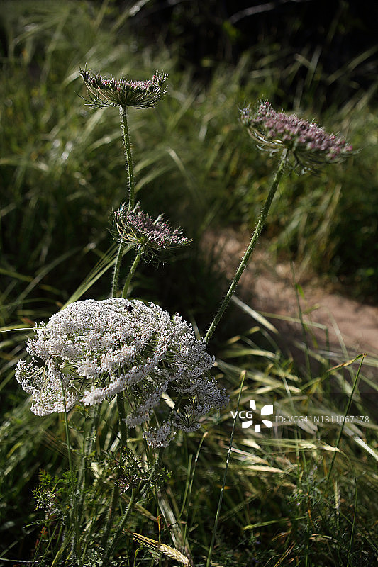 野胡萝卜，一种野花图片素材