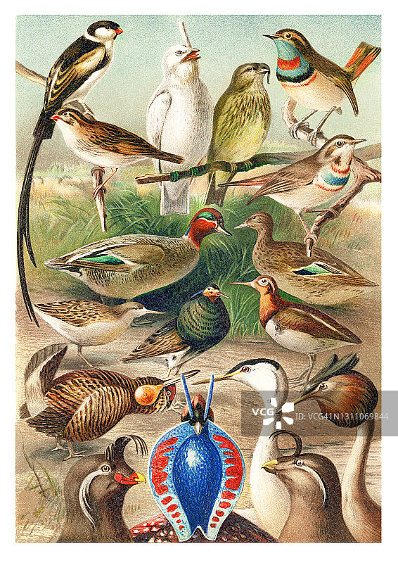 老式彩石版画鸟类学插图：各种鸟类色彩鲜艳的求偶羽毛图片素材
