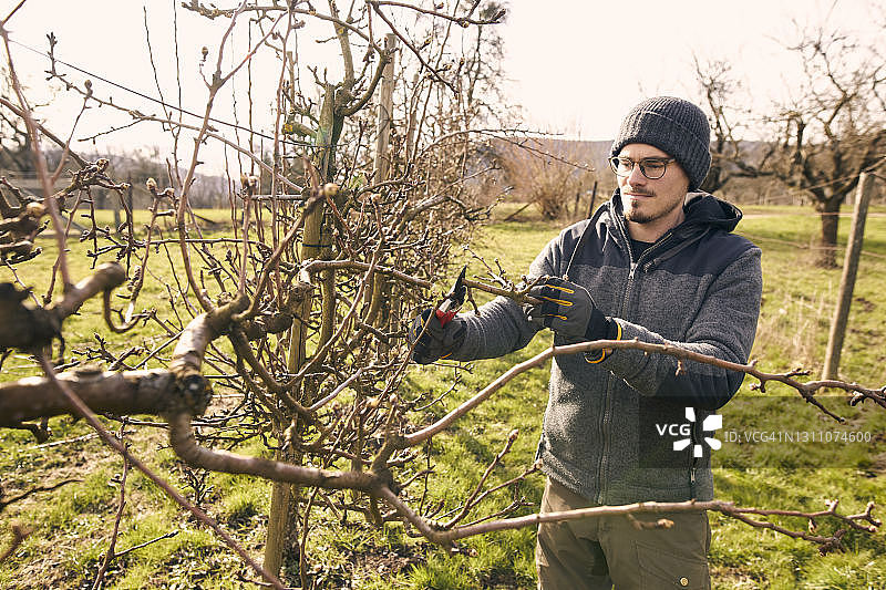 晴天里农民用修枝剪修剪光秃秃的树枝图片素材
