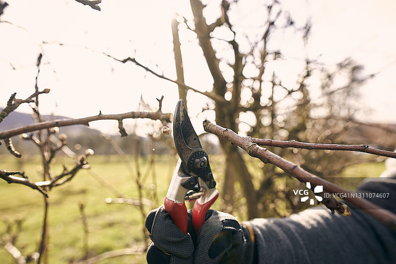 晴天，农民在果园修剪树枝图片素材