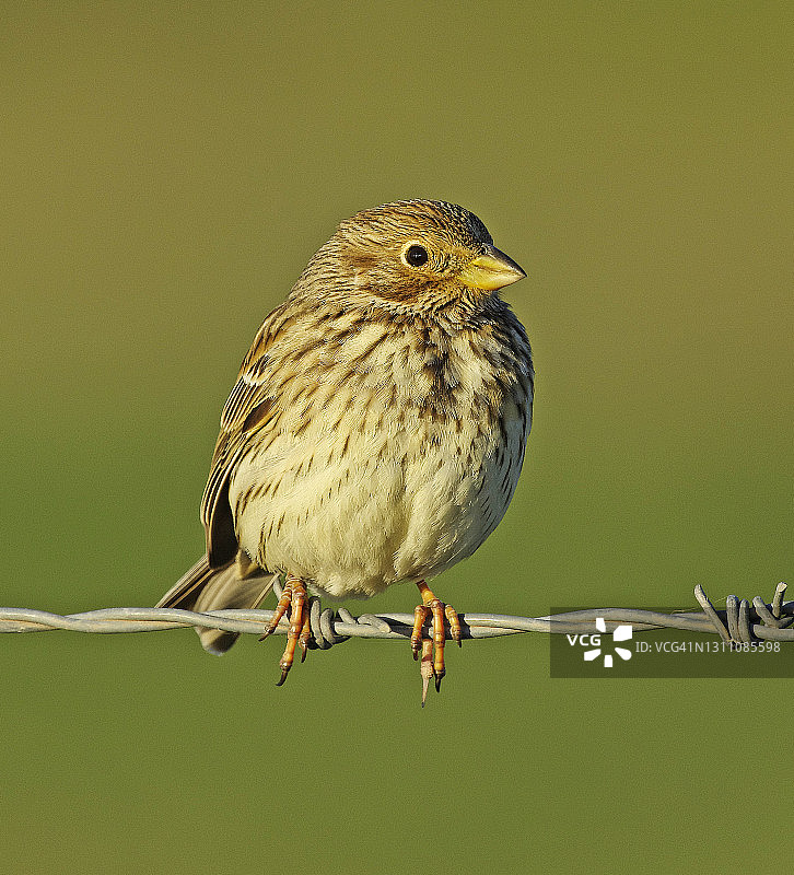 玉米带。图片素材