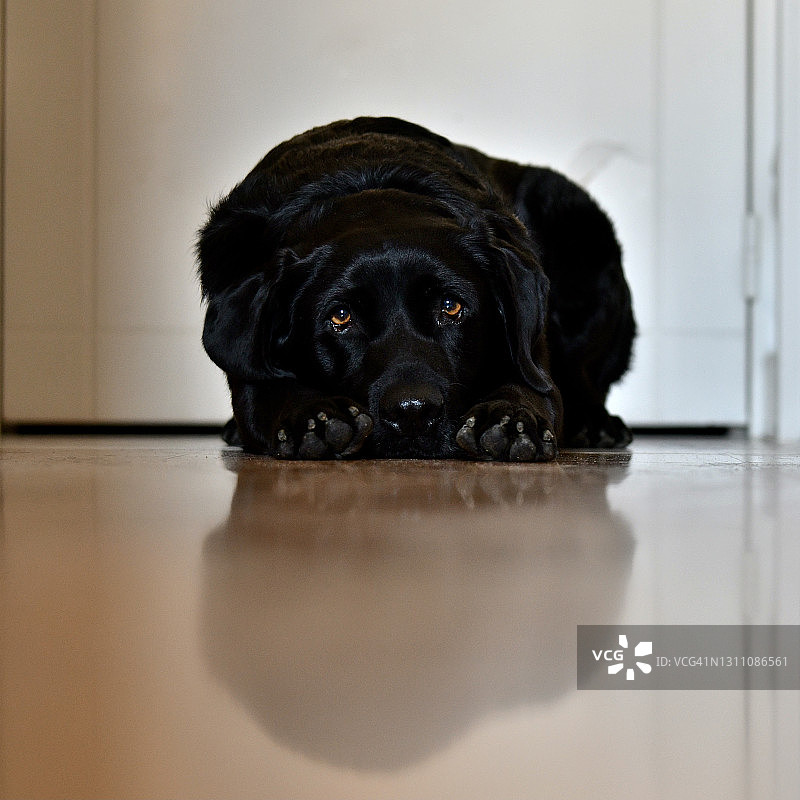 黑色的拉布拉多犬图片素材