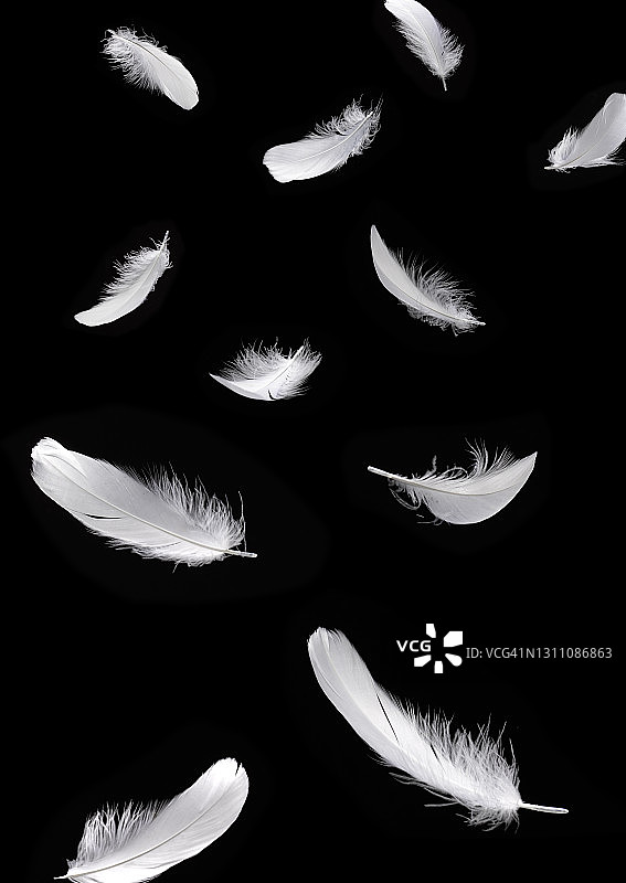 黑色背景上的白色羽毛图片素材