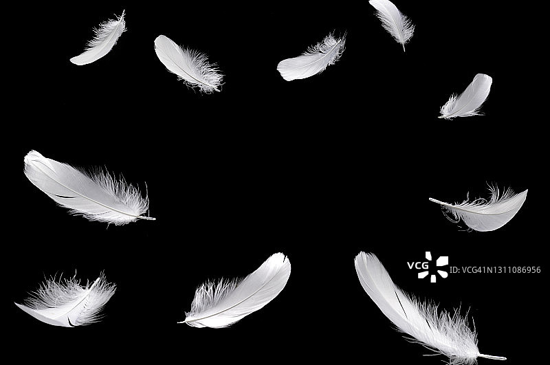 掉落的羽毛与文案空间图片素材