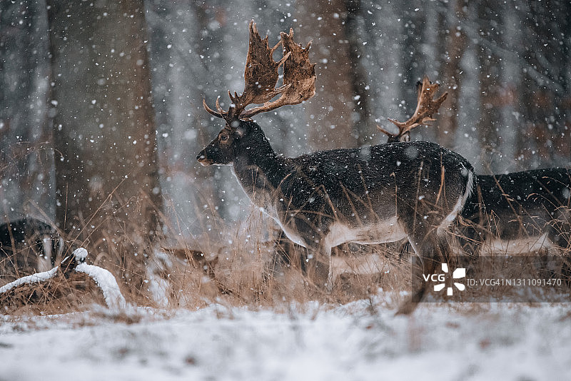 冬季仙境中的鹿群图片素材