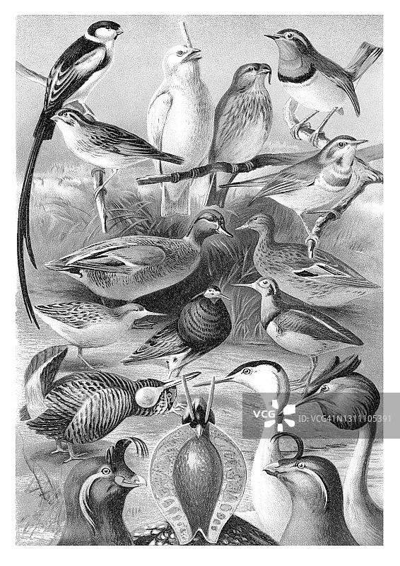 老式彩石版画鸟类学插图：各种鸟类色彩鲜艳的求偶羽毛图片素材