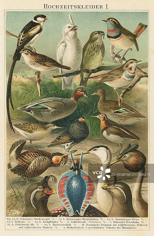 老式彩石版画鸟类学插图：各种鸟类色彩鲜艳的求偶羽毛图片素材