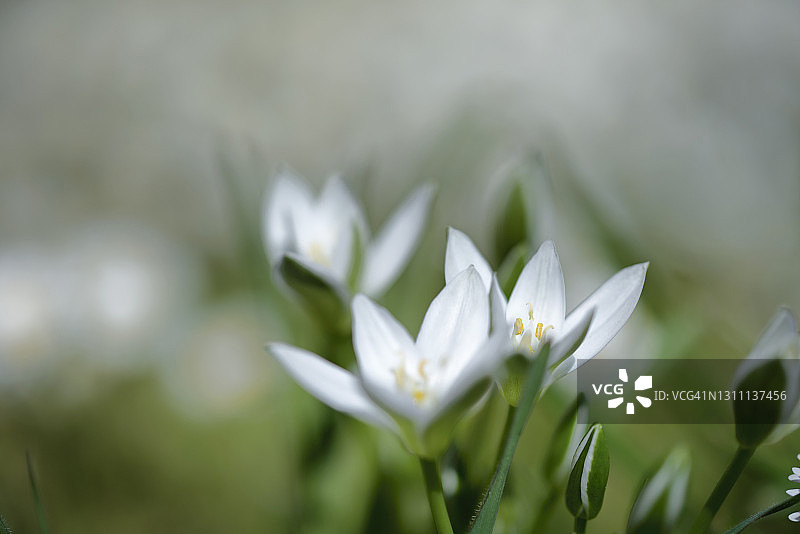 柔焦效果：伞形虎眼万年青图片素材