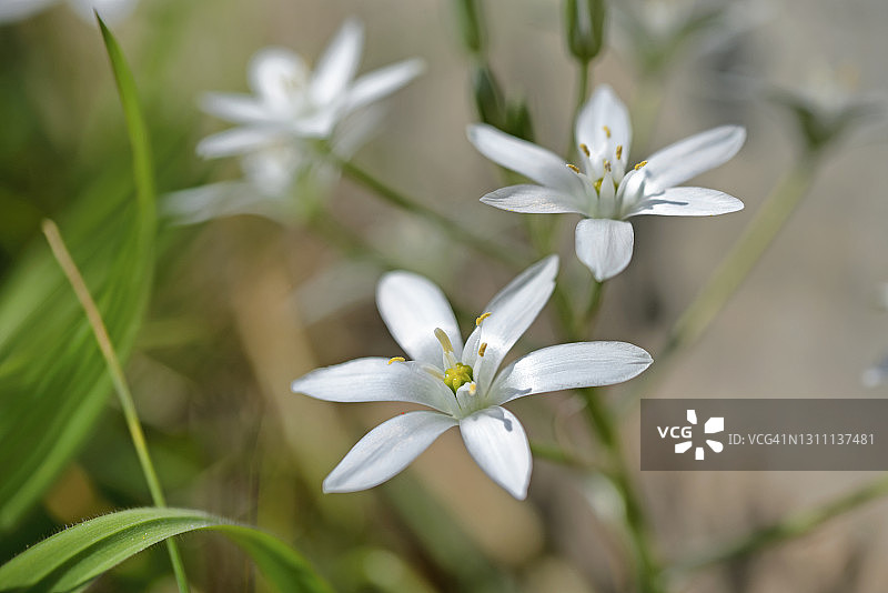 伞形虎眼万年青图片素材